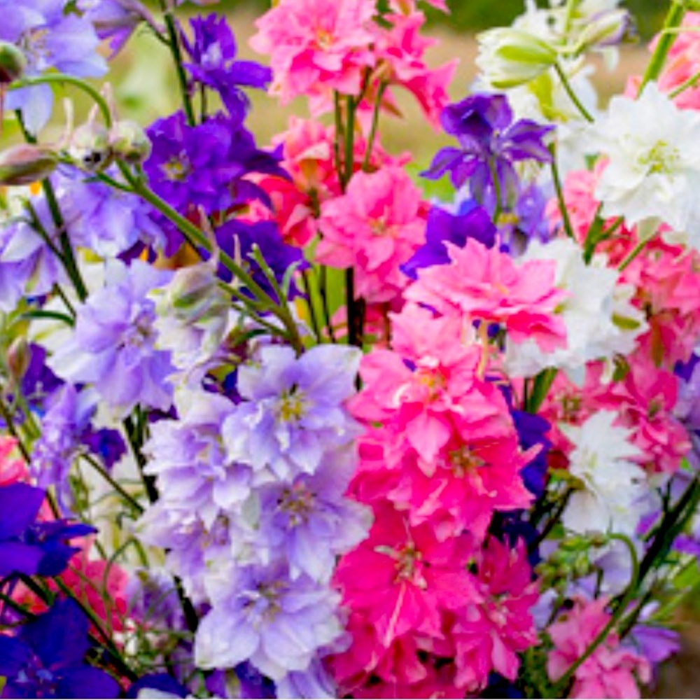 Meet your Posher, Rhodabelle